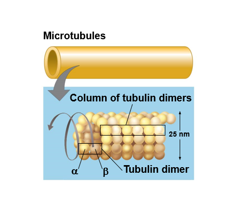 <p>Microtubules </p>