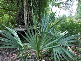 <p>Blue Palm</p>