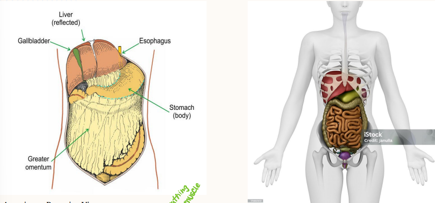 <p><strong>Anterior to Posterior Views of the Abdomen</strong></p><p>-Layer One = ____</p><p>-Layer Two = abdominal _________</p><p>-Layer Three = _________ and stomach</p><p>-Layer Four = small bowel and ______</p>