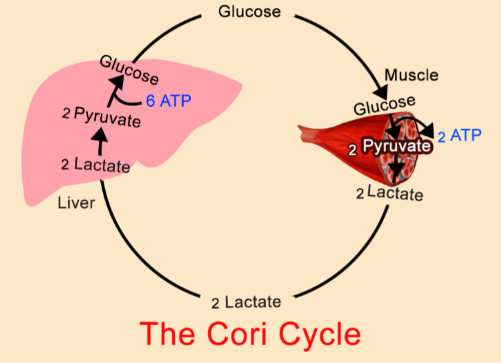<ul><li><p>El músculo, en vez de oxidarlo del todo para obtener más energía, lo saca fuera de la célula para ir más rápido.</p></li><li><p>El lactato se queda en la sangre. El hígado lo coge y lo vuelve a pasar a glucosa (ciclo de Cori).</p></li></ul><p></p>