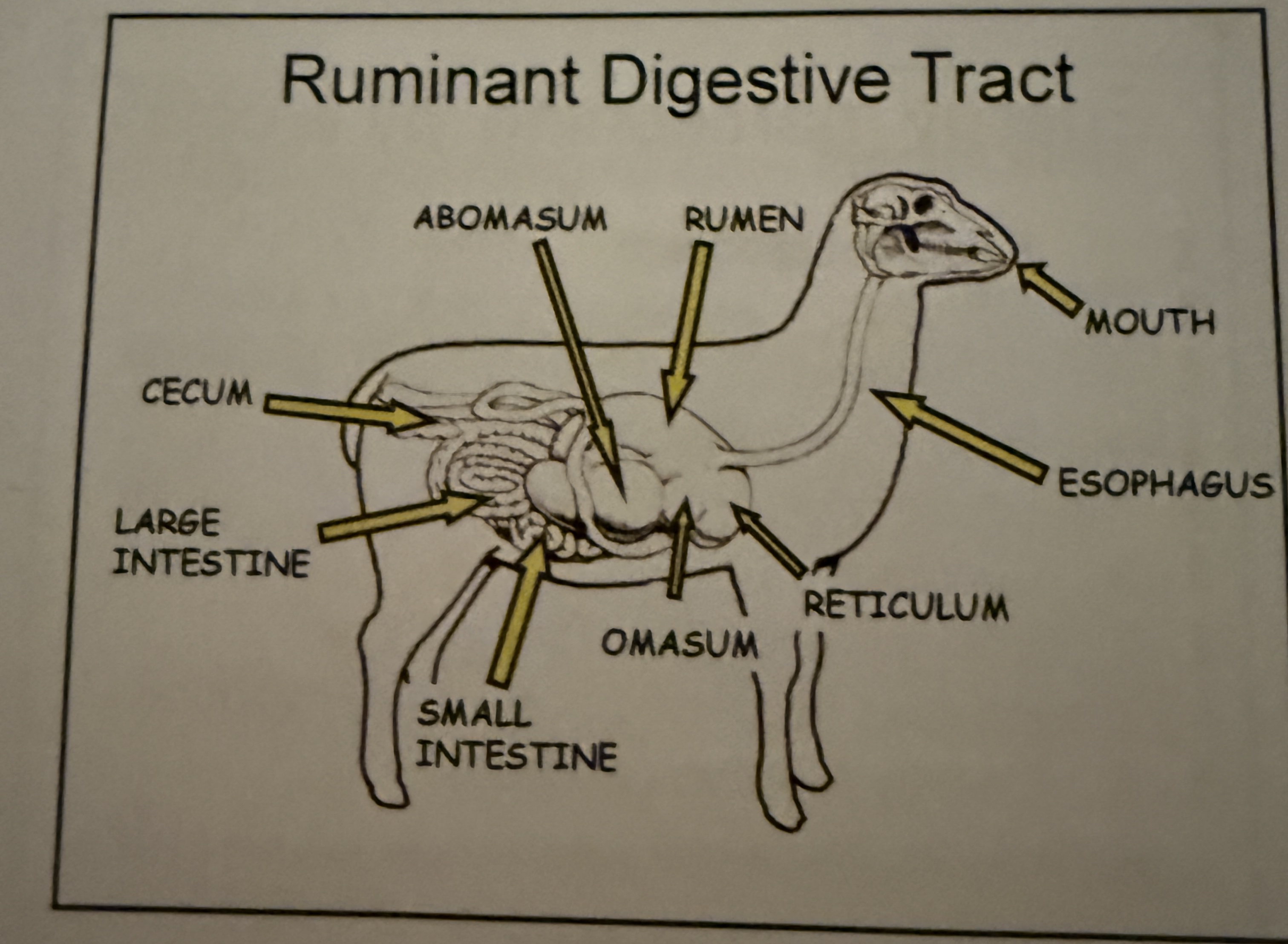knowt flashcard image