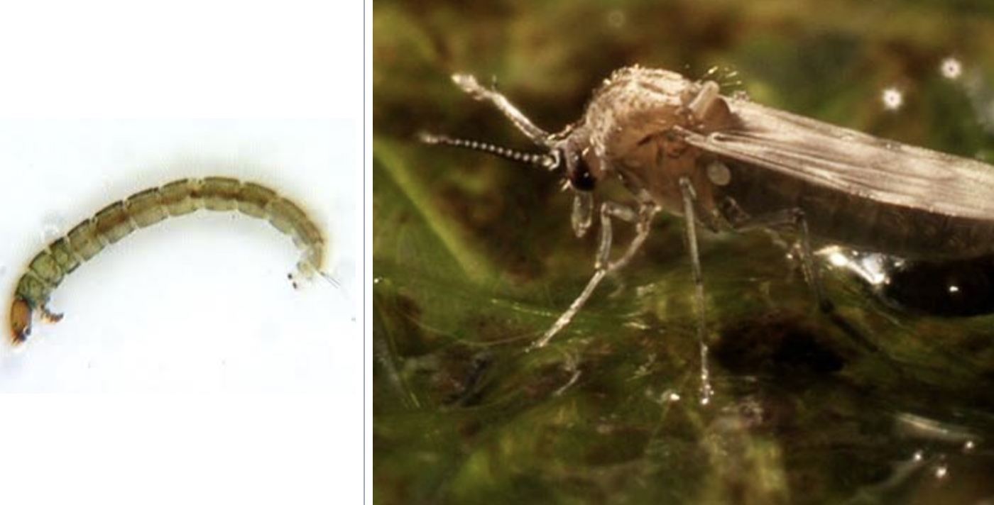 <p>importance: C3, poor water quality</p><p>ecology: eaten by fish, spiders, birds</p><p>life: CM, adults resemble mosquitos</p><p>feeding: omnivorous</p>