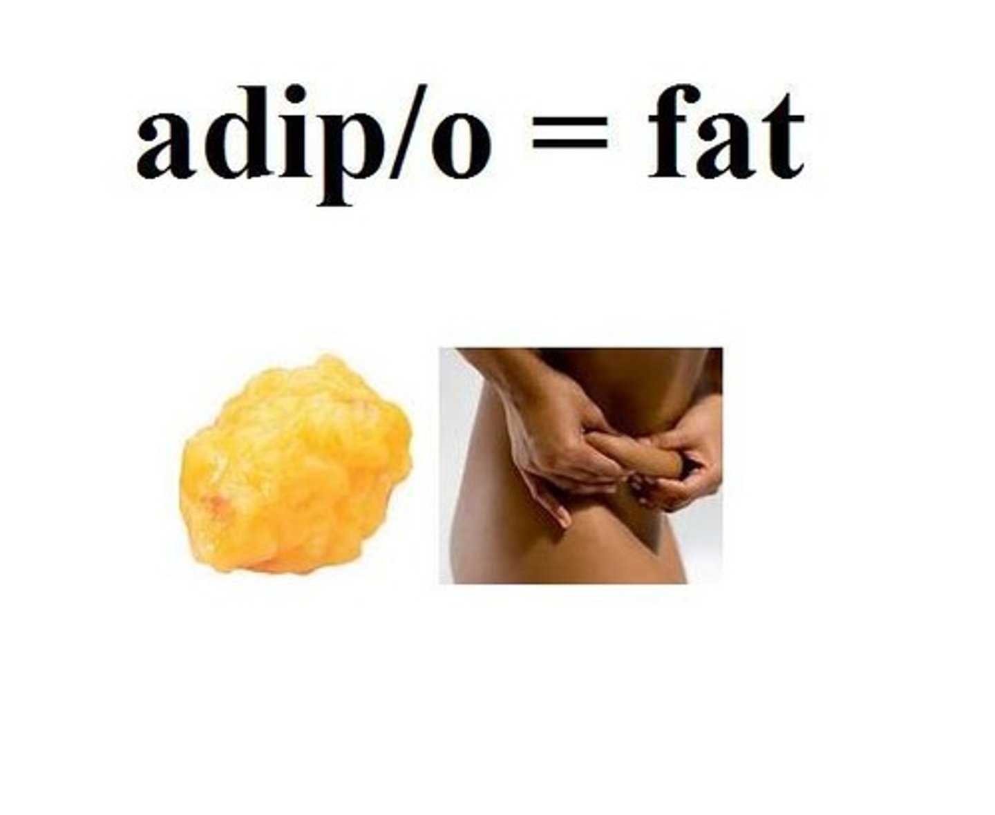 <p>fat</p>
