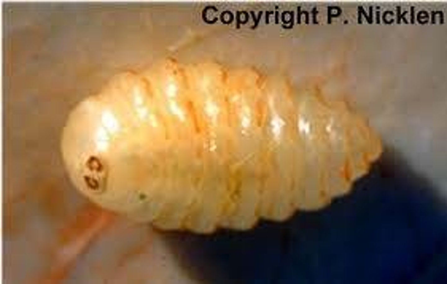 <p>Also known as a botfly maggot</p><p>The maggots crawl on the skin of passing animals and enter into the tissue via an orifice (ex: mouth, nasal passage, or external wound)</p><p>Migrate through tissues to the skin where they create a warble (a small lump in the skin)</p><p>Most found burrowed around the animal's face or neck</p>