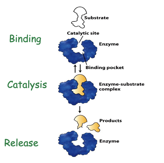 
1. binding site/pocket - determines the specificity

   
   1. The substrate‐binding site is a part of the active site of the enzyme that also includes the catalytic domain
2. catalytic site - promotes reaction

\*if the structure is disrupted, so is its function

* Enzymes have to demonstrate high specificity and high affinity for their substrates. 
* Enzymes have substrate binding sites that demonstrate molecular complementarity for unique substrates. 
* Enzymes may act by creating an environment in which the transition state is stabilized, such as bringing substrates close together, or temporarily creating an intermediate state