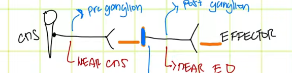 <p>What do you call the <u>part</u> that is after the gap between pre and post ganglions?</p><p><strong>(Identify the blue line located in the start of the post-ganglion)</strong></p>
