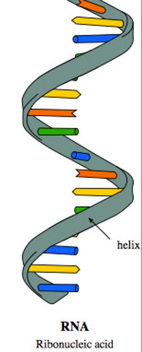 <p>single-stranded nucleic acid that contains the sugar ribose. information for making proteins</p>