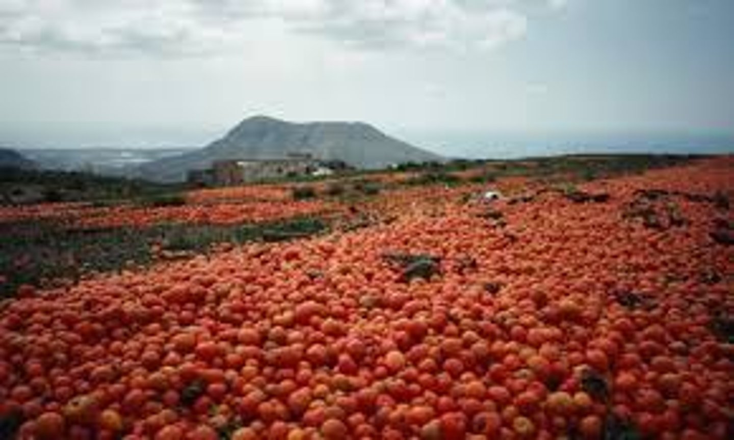 <p>an abundance, more than enough food, etc.</p>