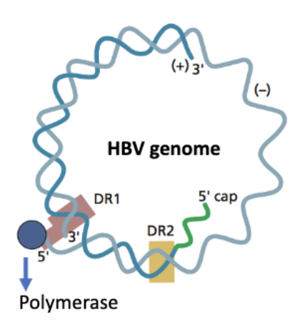 <p><strong>atypical: partially double stranded</strong></p><ul><li><p class=""><strong>Polymerase (P protein)</strong> is <strong>covalently attached</strong> to the <strong>5′ end of the (–) strand</strong></p></li><li><p class=""><strong>(+) strand</strong> has a <strong>5′ cap</strong>, like eukaryotic mRNA</p></li><li><p class=""><span data-name="repeat" data-type="emoji">🔁</span> Both strands contain <strong>Direct Repeats (DR1, DR2)</strong></p><ul><li><p class="">These are <strong>short, identical sequences</strong> at specific sites</p></li><li><p class="">The <strong>5′ ends</strong> of both DNA strands are <strong>near or within</strong> these <strong>direct repeats</strong></p></li><li><p class="">DRs are important for <strong>genome replication and circularization</strong></p></li></ul></li></ul><p></p><ul><li><p><span><strong>RT does RNA to dsDNA, happens in confines of capsid → RT activity runs out of dNTP’s can't finish job → <u>partially</u> dsDNA molecule with some leftover RNA</strong></span></p><p></p></li></ul><p></p>