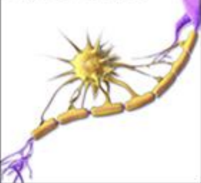 <p>CNS glia that forms myelin in the CNS</p>