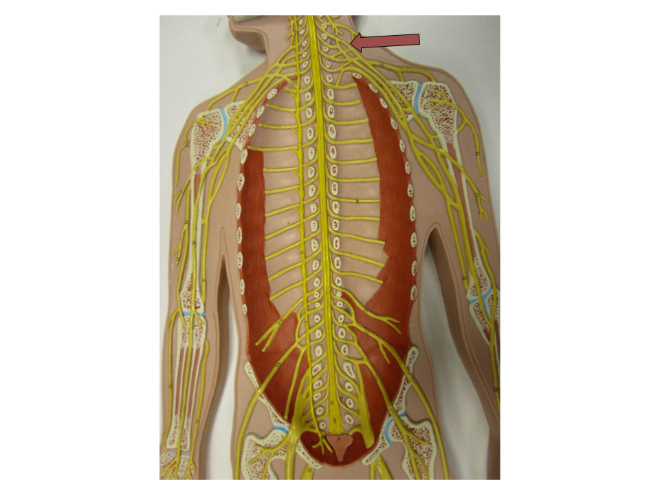 <p>what nerve group is this</p>