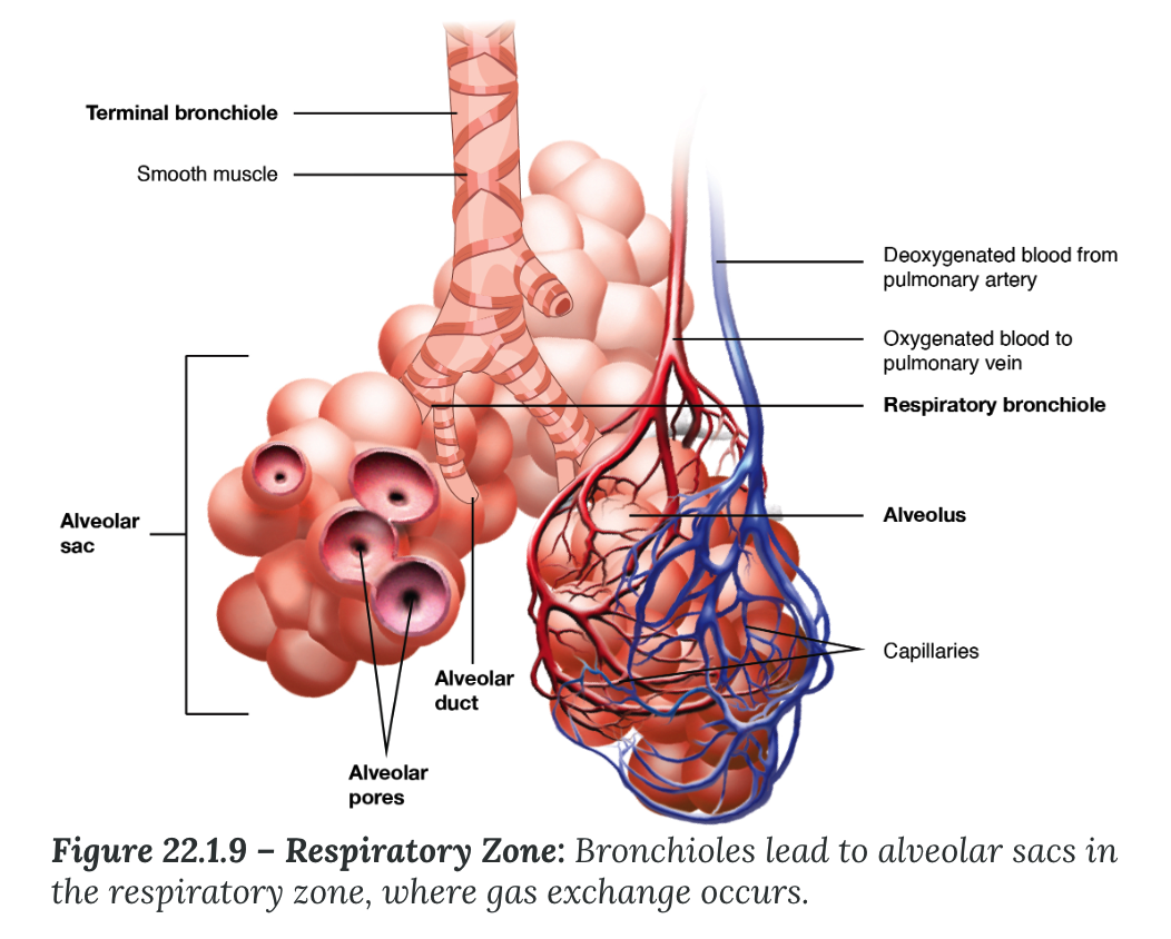 <p><strong>Respiratory Zone</strong></p><ul><li><p>includes structures that are directly involved in __. exchange</p></li><li><p>begins where the ______ bronchioles join a respiratory bronchiole</p><ul><li><p>respiratory bronchiole</p></li><li><p>alveoli</p></li></ul></li></ul>