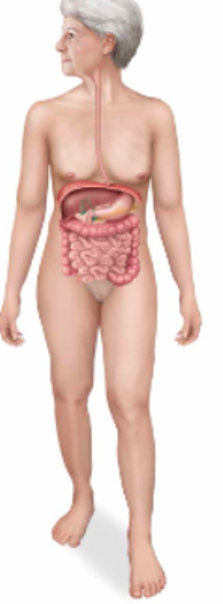 <p>Name the body system & its included organs</p>