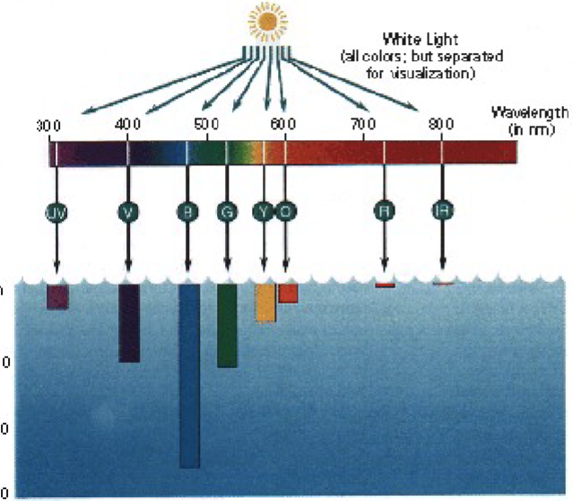 <p>absorbed differently by pure water </p><ul><li><p>Red light and UV are absorbed the most</p></li><li><p>Blue penetrates the furthest and is most commonly scattered back to eye, why clear water appears blue</p></li></ul><p></p>