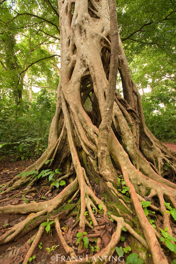 <p>Strangler figs are fig trees that start out their lives as epiphytes, beginning to grow on a tree (without being rooted into the soil), until they start extending their roots down to the forest floor. <br><br>They use trees as scaffolding, minimizing the amount of energy that they need to gain height. After they’ve established themselves, they begin to outgrow and suffocate the host tree, stealing both light and nutrients.</p>