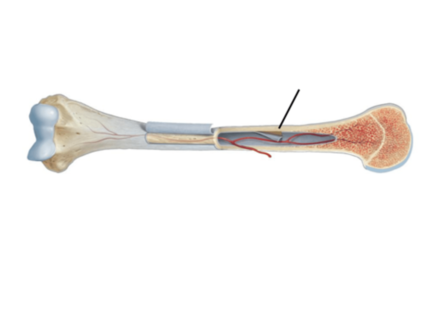 <p>DEFINITION</p><p>layer of densely packed bone found on the outer portion of the bone, and also making up the majority of the diaphysis.</p>