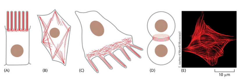 <p>typically most dense at cell cortex</p><p>creates cell shape</p><p>bundles — parallel fibers</p><p>webs — branching fibers</p><p>arrangements vary depending on cell and function</p>