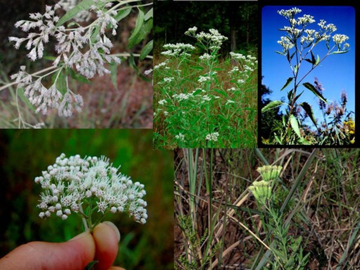 <p>flowering herbs, rushes, sedges, and shrubs</p>