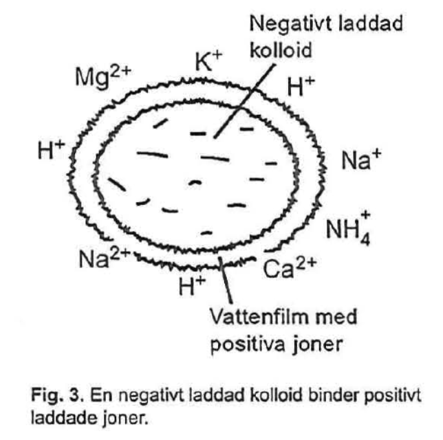 <ul><li><p>Negativt laddade med positivt laddade joner i vattenfilm runt (vattenfilm med positva joner, ex Na2+, H+, NH_4+ etc)</p></li></ul><ul><li><p>Ofta lerpartiklar</p></li><li><p>Så liten att den håller sig flytande i vatten</p></li></ul>