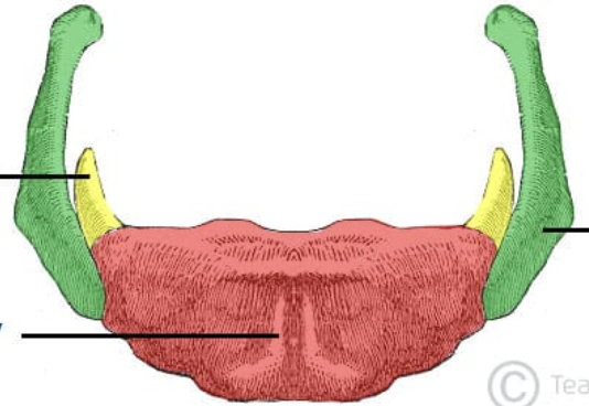 <p>What is the yellow portion called?</p>
