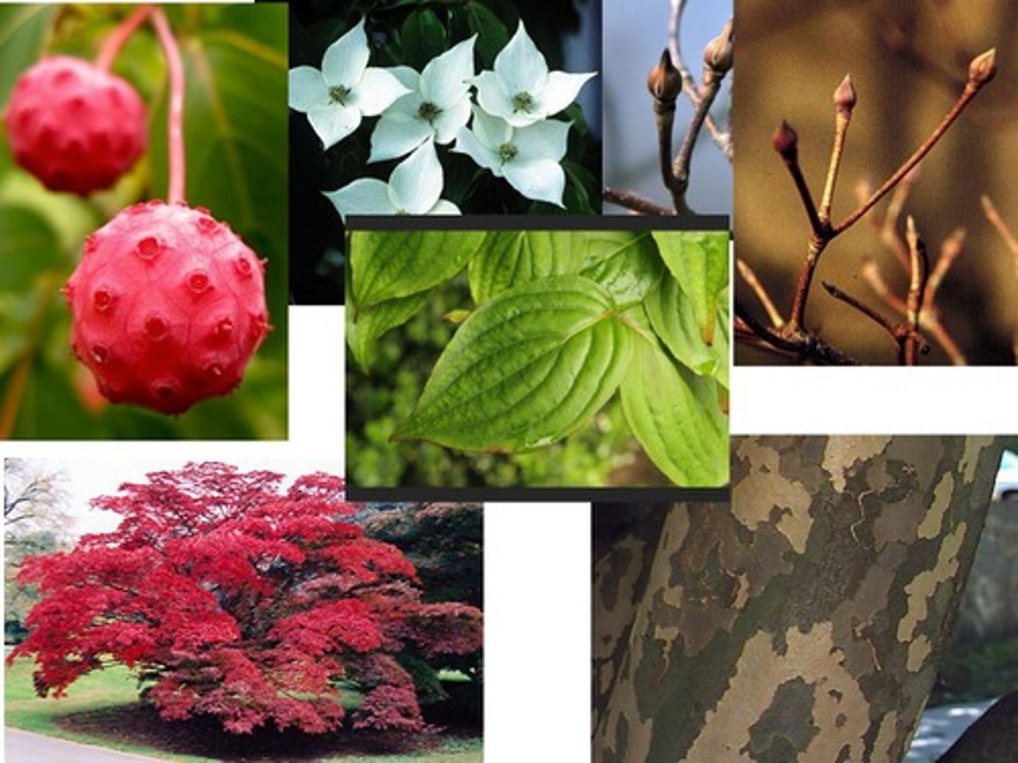 <p>-Upward facing twigs<br>-Rounded buds<br>-Flaking on trunk</p>