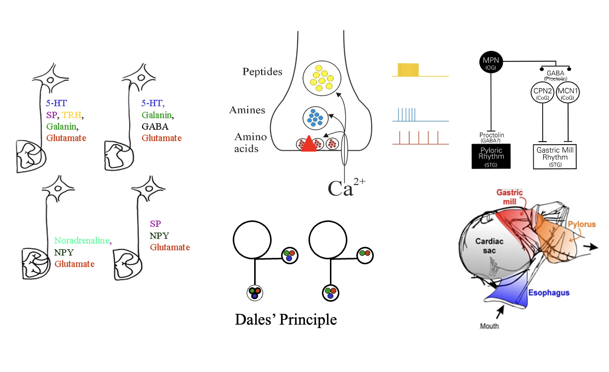 <ul><li><p>loads of transmitters in one neuron</p></li><li><p>if single neuron is stimulated→ can release more than one transmitter</p></li><li><p>single neurons can co-localise and release multiple vescicles</p></li></ul><p></p>