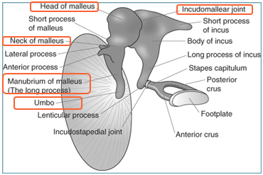 <p>= malleus</p><ul><li><p>steel (umbo -manubrium) in TV</p></li><li><p>hals opgehangen met 2 horizontale ligamenten</p></li><li><p>kop ligt in het epitympanum en articuleert met de incus</p></li></ul><p></p>