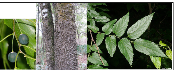 <p>Cannabaceae</p><p>Celtis laevigata</p>