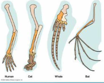 <p>Related structures that are inherited from a common ancestor. Structures have similar structure but develop different functions.</p><p>-Arms,Wings,legs,Flippers(different species but same function or form)</p>