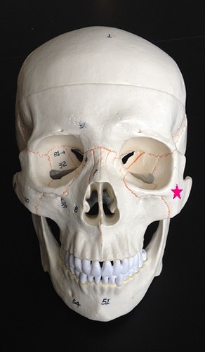 <p>Identify the bone.</p>