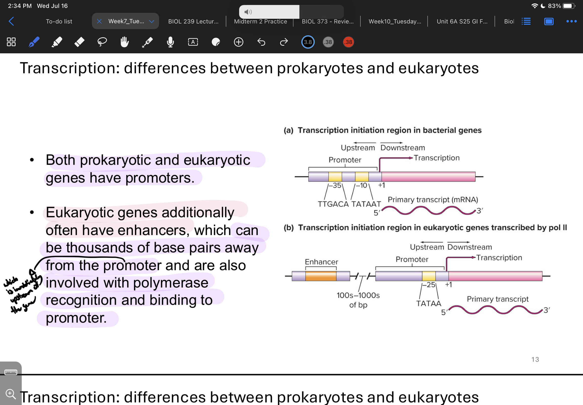 <p>both have promoters BUT only eukaryotic have enhancers (which can be thousands of bps away from promoter (which is immediately upstream of the gene) </p>