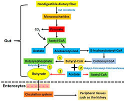 <p>butyrate metabolism</p>