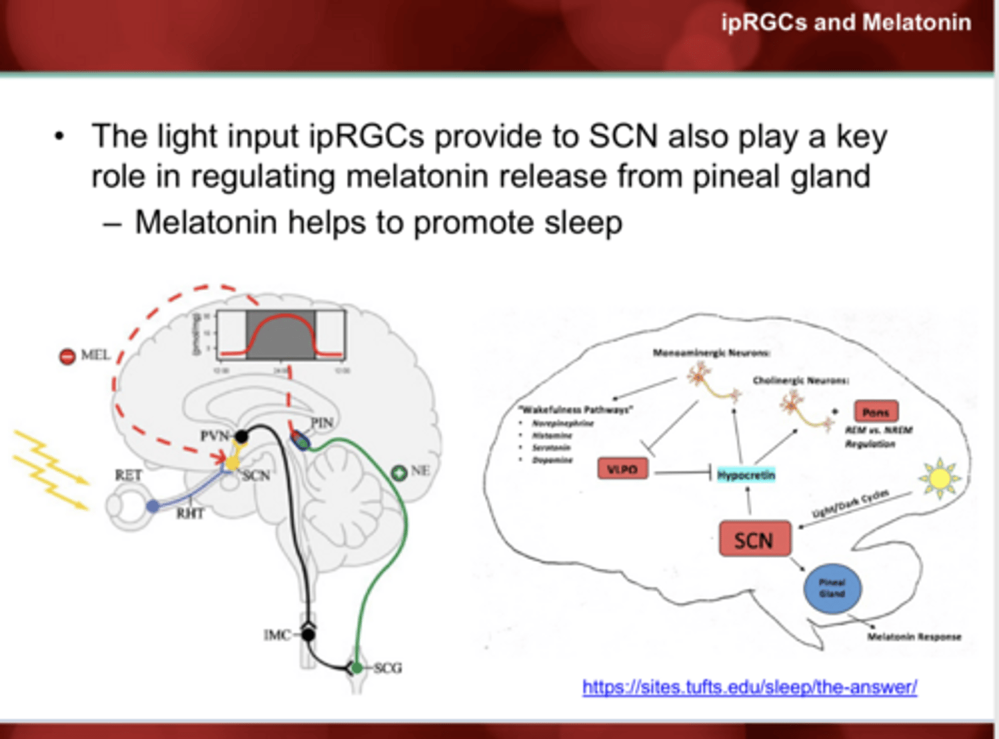 <p>Do ipRGCs project to the SCN?</p>
