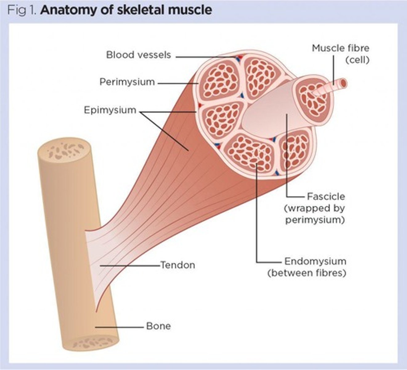 <p>Connective tissue that encloses a muscle fiber.</p>