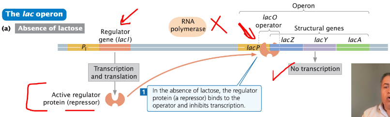 <p><strong>Absence of Lactose</strong><br>āVery little transcription of the operon occurs, but not none<br>āRepressor protein (lacI) binds to the operator (lacO) and inhibits transcription</p><p><strong>Presence of Lactose</strong><br>āAddition of lactose to the medium instead of glucose increases transcription of the lac operon about 1000X within 2ā3 minutes<br>āLactose acts as the inducer</p><p><strong>Coordinate Induction</strong><br>āSimultaneous synthesis of several proteins by a specific inducer molecule</p>