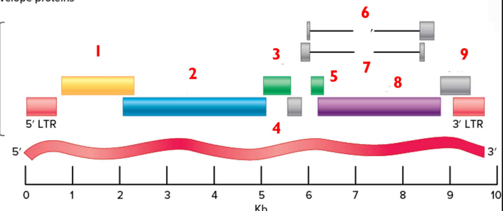 <p>HIV genome</p>