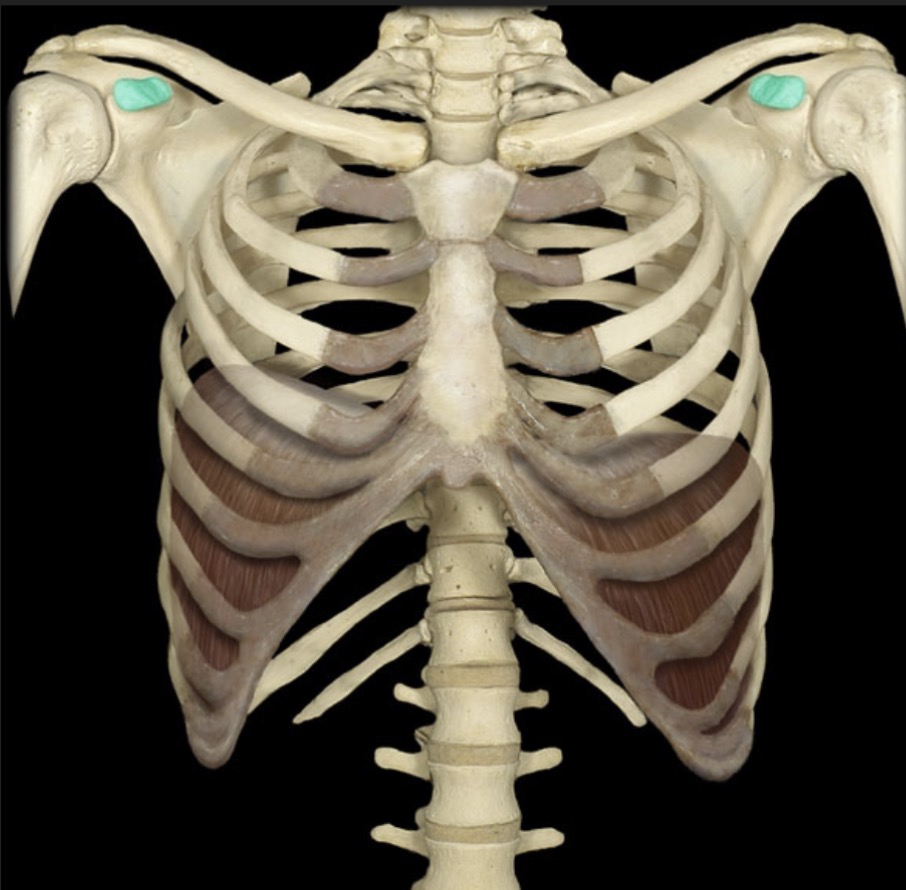 <p><span style="font-family: Arial, sans-serif; color: rgb(45, 59, 69)">process on the anterior, superior side of scapula near the glenoid cavity extending laterally</span></p>
