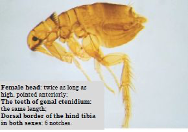 <p>Ctenocephalides</p>