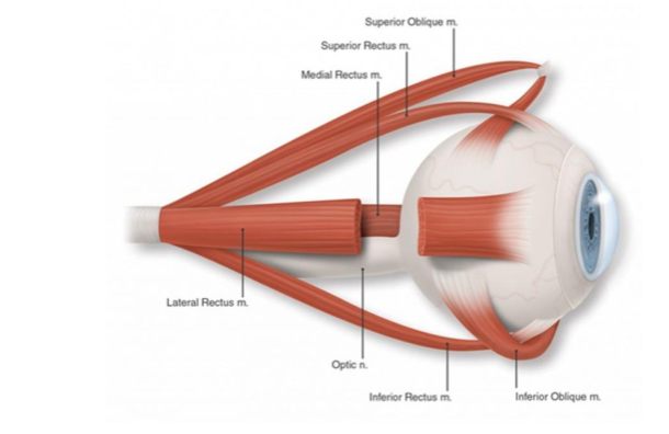 <p>Superior rectus m. – innervated by Oculomotor n. (CN III), Inferior rectus m. – innervated by Oculomotor n. (CN III), Medial rectus m. – innervated by Oculomotor n. (CN III), Lateral rectus m. – innervated by Abducens (abducent) n. (CN VI)</p>