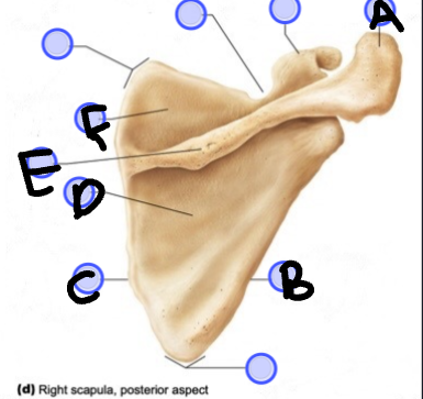 <p>F- posterior view of right scapula</p>