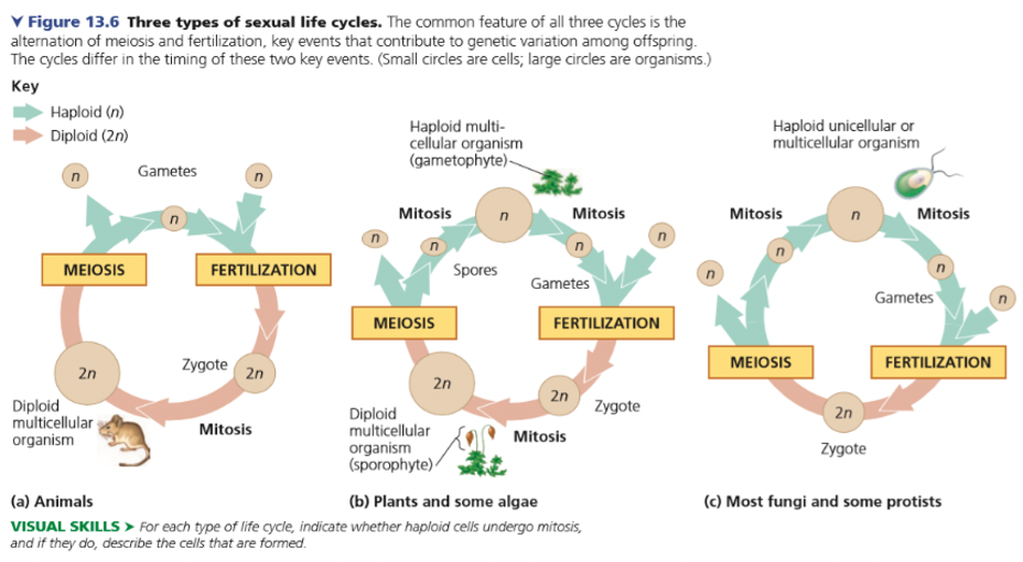 <p>Sexual Reproducing Organism</p><ul><li><p>In animals only gametes are haploid.</p></li><li><p>Plants and some algae have haploid multicellular stage.</p></li><li><p>Fungi and some protist primarily have haploid unicellular stage.</p></li></ul><p></p>