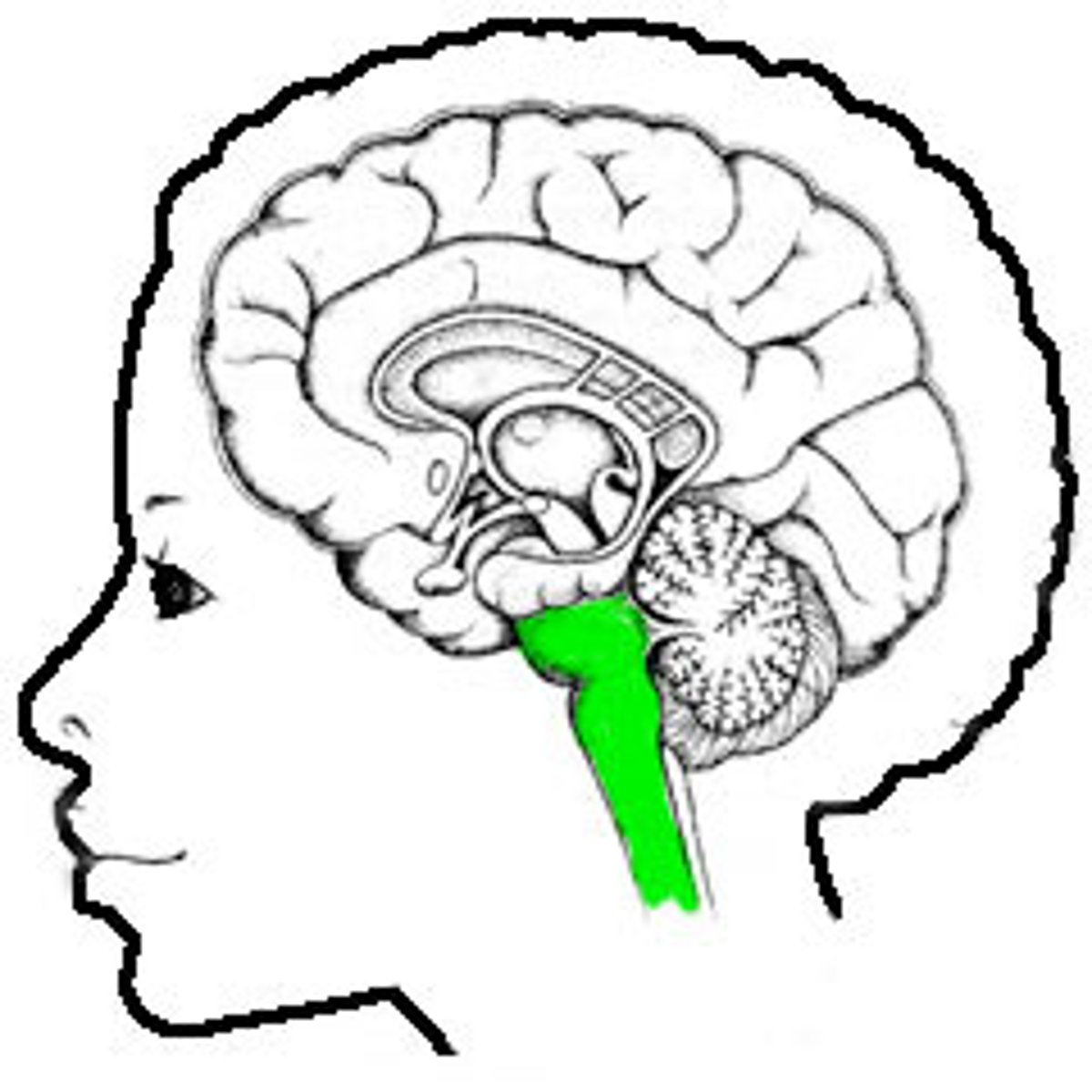 <p>Structure that consists of the medulla oblongata, pons, and midbrain</p>