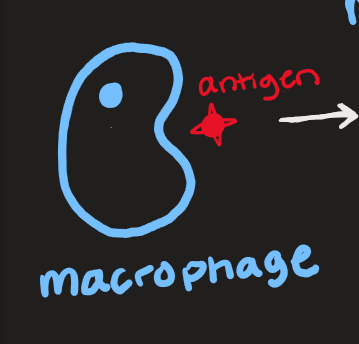<p>macrophage and antigen </p>