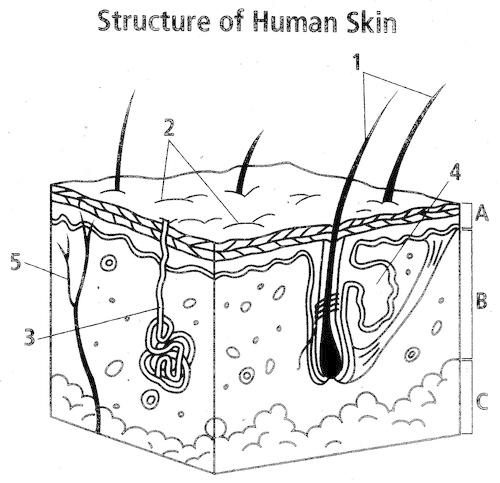 Label the following diagram