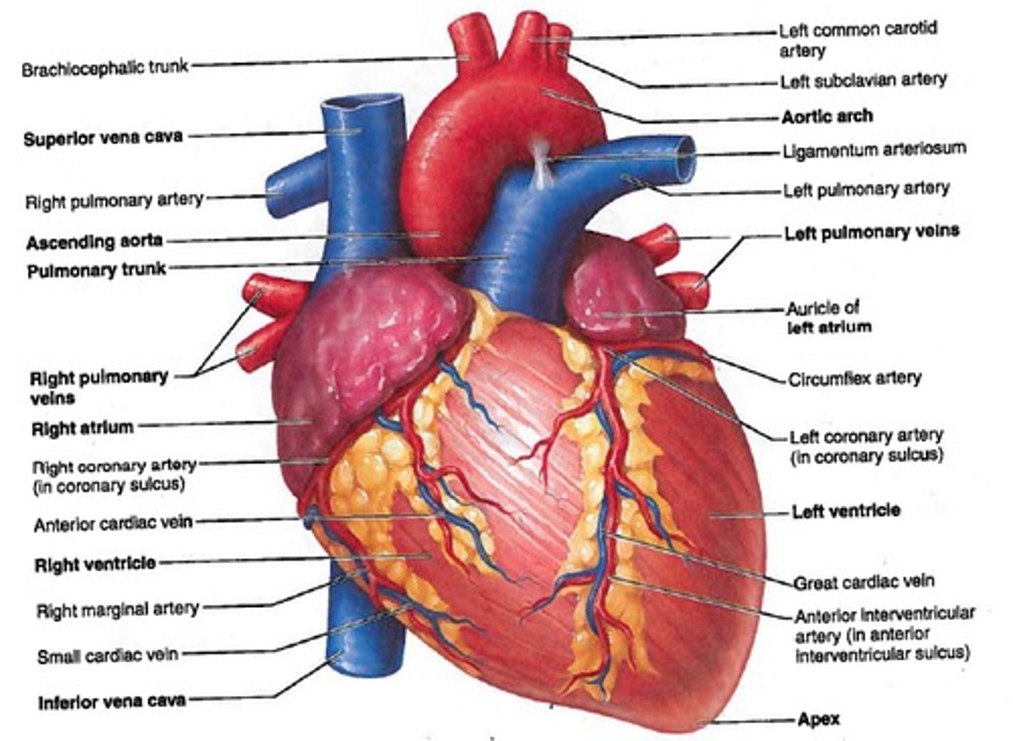 <p>The study of the parts of the body we can see</p>