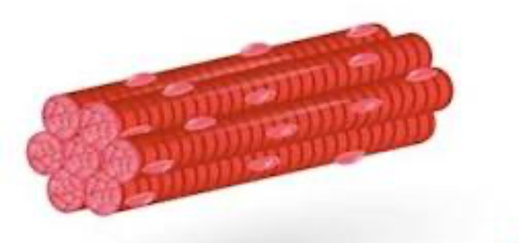 <ol><li><p>Long</p></li><li><p>Thin</p></li><li><p>Striated</p></li><li><p>Multi-Nucleated </p></li></ol><p></p>