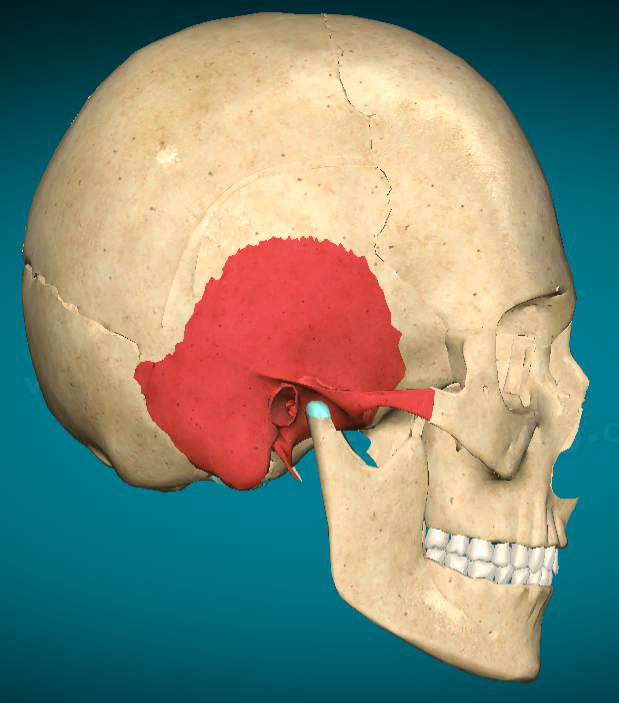 <p>Temporal bone</p>