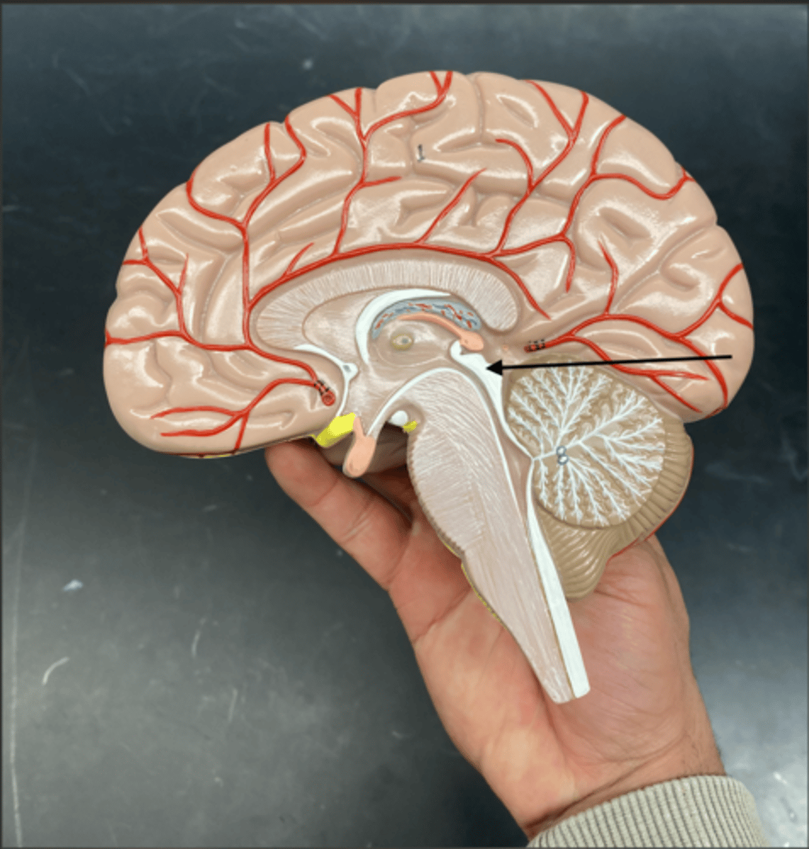 <p>is the dorsal part of the midbrain that contains the superior and inferior colliculi, which are involved in visual and auditory reflexes, respectively.</p><p>4o</p>