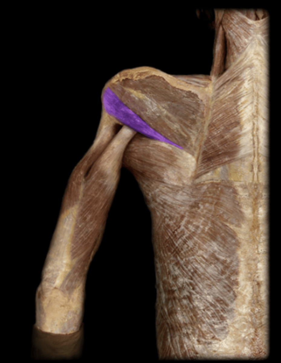 <p>origin: lateral border and adjacent posterior surface of scapula.<br>insertion: greater tubercle of humerus and posterior surface of joint capsule.<br>action: modulates action of deltoid, prevents humeral head from sliding upward as arm is abducted, rotates humerus laterally.</p>