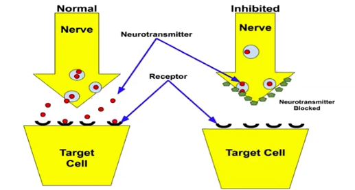 <p>Inhibition of Pathway</p>